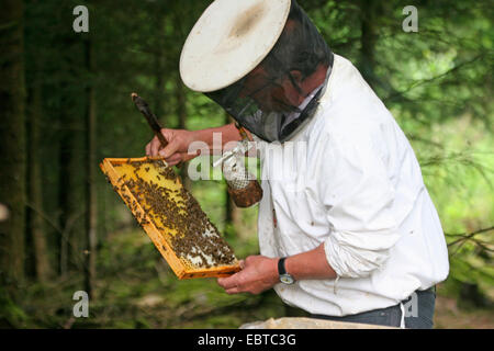Honigbiene, Bienenkorb Biene (Apis Mellifera Mellifera), Imker mit Pfeife und Waben, Deutschland Stockfoto