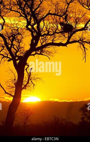 Sonnenuntergang in der Savanne, Südafrika, Krüger Nationalpark, untere Sabie Camp Stockfoto