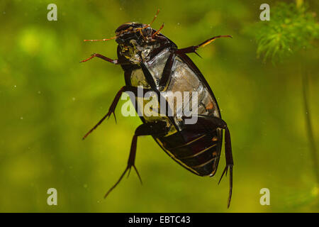 Mehr Silber Käfer, großen schwarzen Wasserkäfer, große silberne Wasserkäfer, Diving Wasserkäfer (Hydrophilus Piceus, wasserhaltigen Piceus), Weiblich, dorsale Ansicht, Deutschland Stockfoto