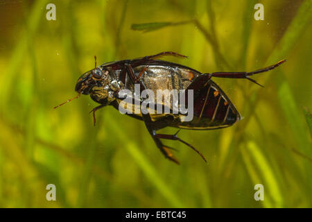 Mehr Silber Käfer, großen schwarzen Wasserkäfer, große silberne Wasserkäfer, Diving Wasserkäfer (Hydrophilus Piceus, wasserhaltigen Piceus), Weiblich, dorsale Ansicht, Deutschland Stockfoto