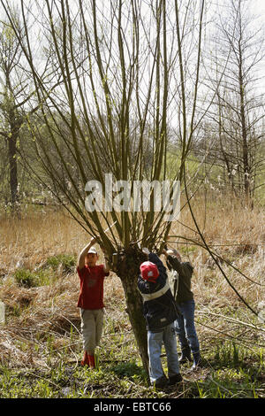 Kinder absägen Filialen kümmern sich um Kopfweiden auf einer Wiese, Deutschland Stockfoto