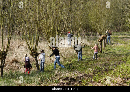 Kinder absägen Filialen kümmern sich um Kopfweiden auf einer Wiese, Deutschland Stockfoto