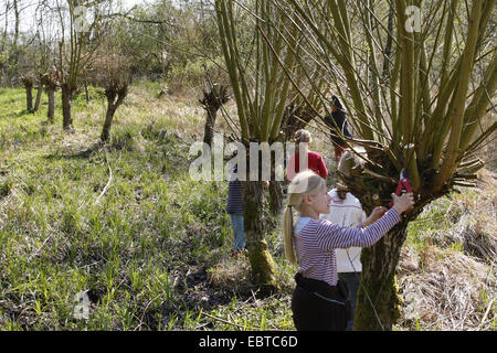 Kinder absägen Filialen kümmern sich um Kopfweiden auf einer Wiese, Deutschland Stockfoto