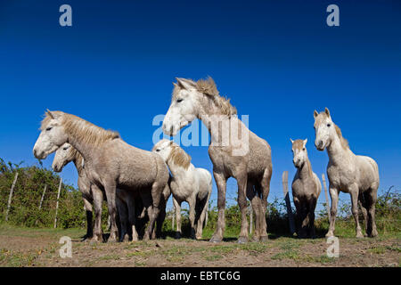 Camargue-Pferd (Equus Przewalskii F. Caballus), Herde von Pferden, Frankreich, Camargue Stockfoto