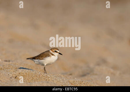 Seeregenpfeifer (Charadrius Alexandrinus), am Strand, Spanien, Balearen, Mallorca, Alcudia Stockfoto