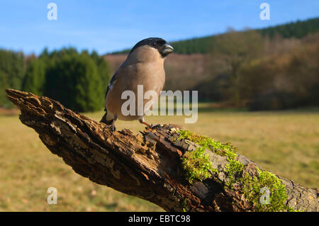 Gimpel, eurasischen Gimpel, Nord Gimpel (Pyrrhula Pyrrhula), Weiblich, auf einem Ast, Deutschland, Rheinland-Pfalz Stockfoto