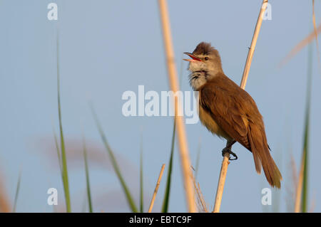 großen Rohrsänger (Acrocephalus Arundinaceus), sitzen im Schilf singt, Ungarn, Fejer, Cece Stockfoto