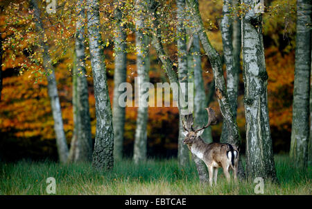 Damhirsch (Dama Dama, Cervus Dama), Stier stehen am Rande einer Birkenwald im Herbst Färbung, Deutschland Stockfoto