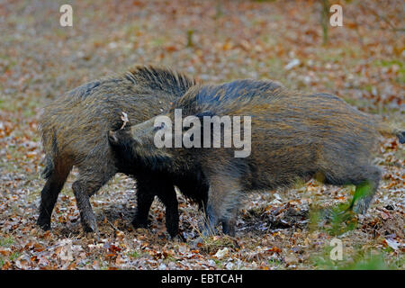 Wildschwein, Schwein, Wildschwein (Sus Scrofa), zwei kämpfende Jugendliche, Deutschland Stockfoto