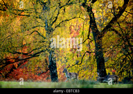 Damhirsch (Dama Dama, Cervus Dama), zwei Bullen am Rand von einem Birkenwald im Herbst Färbung, Deutschland Stockfoto