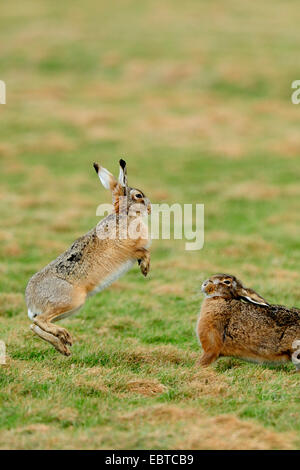 Feldhase (Lepus Europaeus), zwei Männer auf ihren Hinterbeinen in einer typischen "Boxkampf" während der Paarungszeit Saison, Deutschland Stockfoto