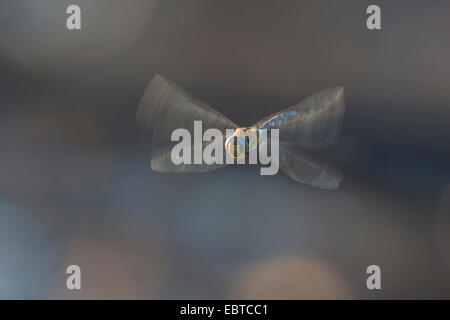 blau-grünes Darner, südlichen Aeshna, südlichen Hawker (Aeshna Cyanea), fliegen, Deutschland, Bayern Stockfoto