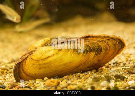 des Malers Muschel (Unio Pictorum, Pollicepes Pictorum), auf dem Boden, Deutschland Stockfoto