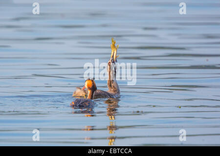 Great crested Haubentaucher (Podiceps Cristatus), Quietsche Essen eine Spitze, die es von den Erwachsenen, Deutschland, Bayern, See Chiemsee hat Stockfoto