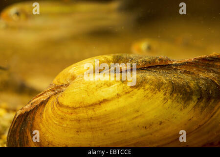 des Malers Muschel (Unio Pictorum, Pollicepes Pictorum), auf dem Boden, Deutschland Stockfoto