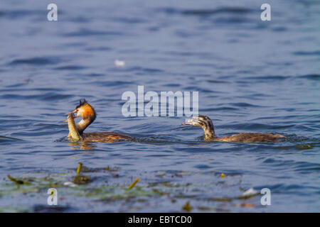 Great crested Haubentaucher (Podiceps Cristatus), Squaeker betteln um einen Anstieg der Baek des Erwachsenen, Deutschland, Bayern, See Chiemsee Stockfoto