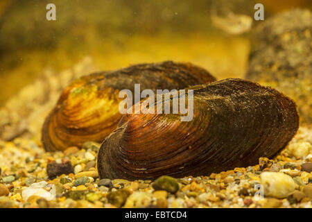 gemeinsamen Fluss Muschel, gemeinsamen zentralen europäischen Fluss-Muschel (Unio Crassus), auf dem Boden, Deutschland Stockfoto