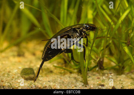 Mehr Silber Käfer, großen schwarzen Wasserkäfer, große silberne Wasserkäfer, Diving Wasserkäfer (Hydrophilus Piceus, wasserhaltigen Piceus), Weiblich, Deutschland Stockfoto