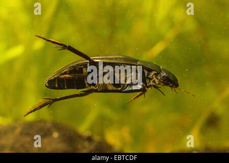 Mehr Silber Käfer, großen schwarzen Wasserkäfer, große silberne Wasserkäfer, Diving Wasserkäfer (Hydrophilus Piceus, wasserhaltigen Piceus), Weiblich, Deutschland Stockfoto