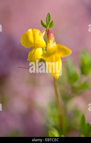 gemeinsamen Vogel's – Foot Trefoil (Lotus Corniculatus), bug peering von hinten ein Birdsfoot Kleeblatt, Deutschland Stockfoto