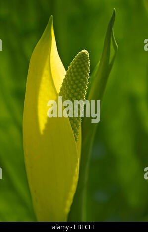 Skunk Cabbage, Sumpf-Laterne, gelbe Arum, gelbe Skunk Cabbage (Lysichiton Americanus), Blütenstand, Deutschland, Nordrhein-Westfalen Stockfoto