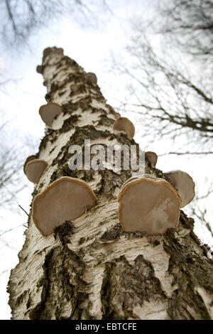 Pilz, Zunder Halterung, Zunderschwamm, Zunder Conk Zunder Polypore, Eis Mann Pilz (Zündstoff Fomentarius), der Hufe Halterung Pilz an einen Toten Birke Stamm, Deutschland Stockfoto