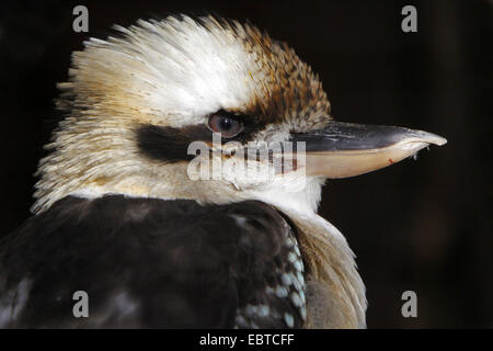 Laughing Kookaburra (Dacelo Novaeguineae), Porträt, Seitenansicht, Australien Stockfoto