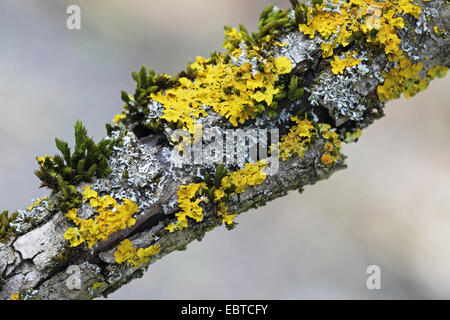 Gemeinsamen orangefarbenen Flechten, gelbe Skala, Maritime Sunburst Flechten, Shore Flechten, Goldener Schild Flechten (Xanthoria Parietina, Parmelia Parietina), Toten Zweig bedeckt mit Flechten und Moos, Deutschland, Baden-Württemberg Stockfoto