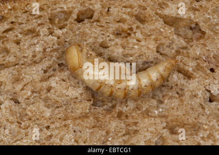 gelbe Mehlkäfer Käfer (Mehlkäfer Molitor), Puppe auf einer Brotscheibe, Deutschland Stockfoto