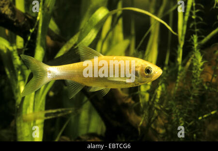 IDE, Id, Orfe, Goldorfen (Leuciscus IDU), kultivierte Form, Schwimmen unter Wasserpflanzen Stockfoto