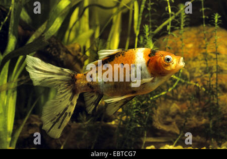 Shubunkin Goldfische (Carassius Auratus), unter reingen Stockfoto