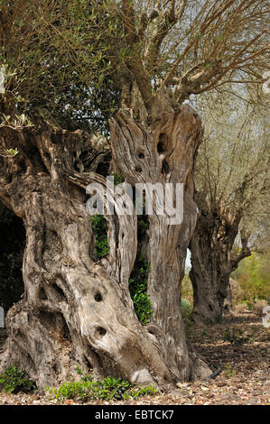 Olivenbaum (Olea Europaea SSP. Sativa), Olivenbaum, Spanien, Balearen, Mallorca Stockfoto