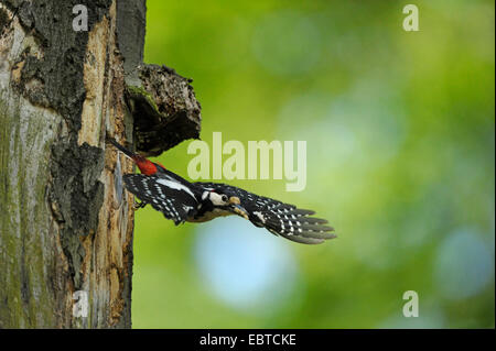 Buntspecht (Picoides großen, großen Dendrocopos), unter der von Baumhöhle, Deutschland, Nordrhein-Westfalen Stockfoto