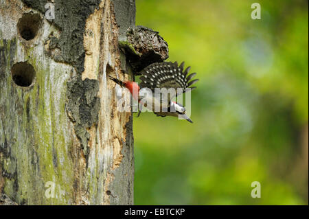 Buntspecht (Picoides großen, großen Dendrocopos), unter der von Baumhöhle, Deutschland, Nordrhein-Westfalen Stockfoto