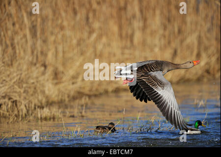 Graugans (Anser Anser), fliegen über Kokosblättern Brut-und Rastplatz Ahse Wiesen, Deutschland, Nordrhein-Westfalen, Münsterland, ahse Stockfoto