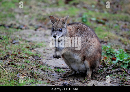 Parma Wallaby, weißer-throated Wallaby (Macropus Parma), sitzen auf feuchtem Boden Boden Stockfoto
