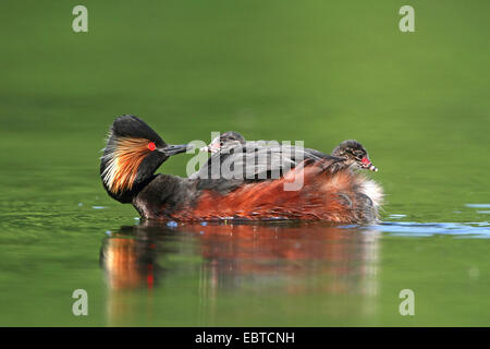 Schwarzhalstaucher (Podiceps Nigricollis), mit Küken das Gefieder auf dem Wasser schwimmen Stockfoto