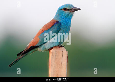 Blauracke (Coracias Garrulus), auf Suche Stockfoto