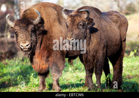 Europäische Bison, Wisent (Bison Bonasus), zwei Wisente stehen auf einer Wiese, Deutschland Stockfoto