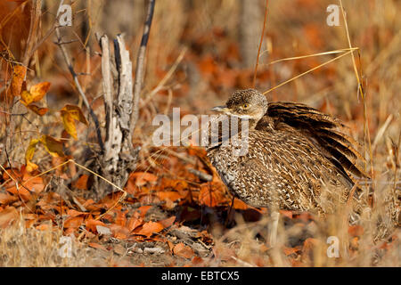 Crested Trappe, rot-crested Korhaan (Eupodotis Ruficrista), auf dem Boden, Süd-Afrika, Krüger Nationalpark, Satara Camp Stockfoto