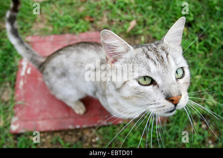 Eine Nahaufnahme von einer grauen Katze sitzt auf dem Rasen und auf der Suche nach oben. Stockfoto