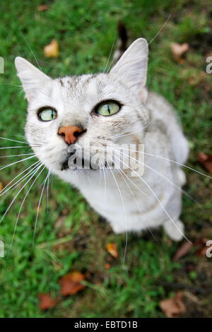 Eine Nahaufnahme von einer grauen Katze sitzt auf dem Rasen und auf der Suche nach oben. Stockfoto