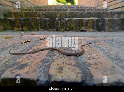 Europäische Peitsche Schlange, westlichen europäischen Peitsche Schlange, dunkelgrüne Whipsnake (Coluber Viridiflavus), juvenile kriecht über die Treppe von einem gemauerten außerhalb Treppe, Italien, Calabria Stockfoto