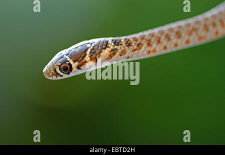 Europäische Peitsche Schlange, westlichen europäischen Peitsche Schlange, dunkelgrüne Whipsnake (Coluber Viridiflavus), Porträt von eine Juvenile, Italien, Kalabrien Stockfoto