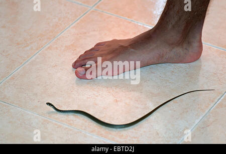 Europäische Peitsche Schlange, westlichen europäischen Peitsche Schlange, dunkelgrüne Whipsnake (Coluber Viridiflavus), juvenile kriecht über Fliesenboden neben einer Person Fuß, Italien, Calabria Stockfoto