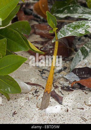 rote Mangroven (Rhizophora Mangle), Sämling in Sand, Ecuador, Galapagos-Inseln, Genovesa Stockfoto