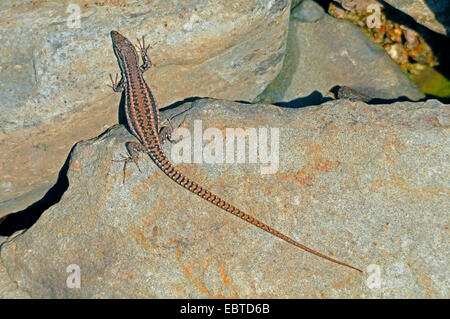 Iberische Mauereidechse (Podarcis Hispanica, Lacerta Hispanica), Klettern über die Felsen, Spanien, Extremadura Stockfoto