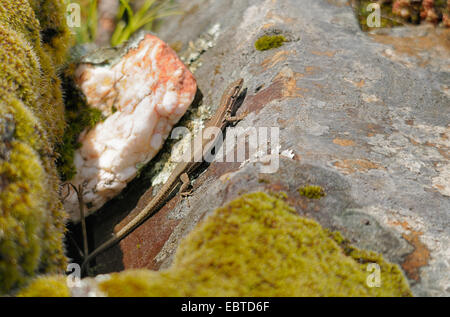 Iberische Mauereidechse (Podarcis Hispanica, Lacerta Hispanica), sitzen auf Felsen bedeckt mit Moos und Flechten, Spanien, Extremadura Stockfoto