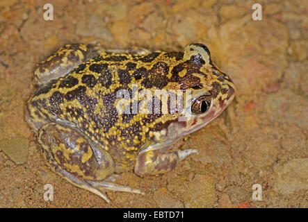 Westlichen europäischen katzenähnliche, iberischen katzenähnliche (Pelobates Cultripes), sitzen auf dem Boden Boden, Spanien, Extremadura Stockfoto