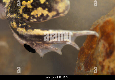 Westlichen europäischen katzenähnliche, iberischen katzenähnliche (Pelobates Cultripes), Fuß einer Kröte unter Wasser, Spanien, Extremadura Stockfoto